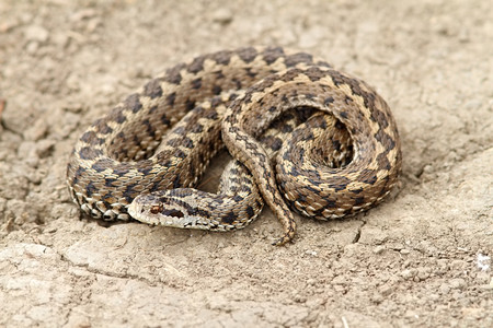 野生动物危险的这是欧洲最稀有的蛇种一非常罕见的蛇类动物它在地上长着草动物学图片