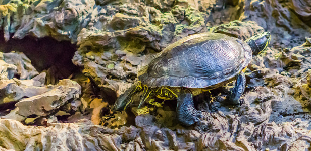 Cumberland滑板海龟四处走动来自美洲湿地的流行热带宠物黄色的玻璃容器特罗斯蒂图片