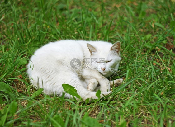 光滑的头发流浪经过一只白毛小猫的肖像这只躺在半闭眼睛里周围是一片青绿的草图片
