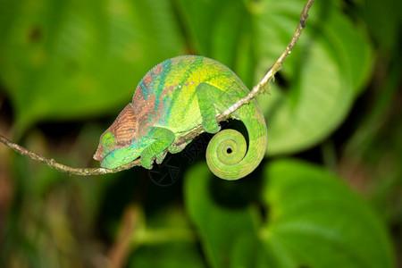 马达加斯热带雨林中的彩色变龙特写马达加斯热带雨林中的彩色变龙黑的野生动物濒危图片