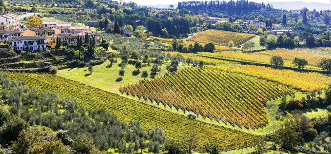 黄色的农业酿酒意大利托斯卡尼葡萄酒区金园图片
