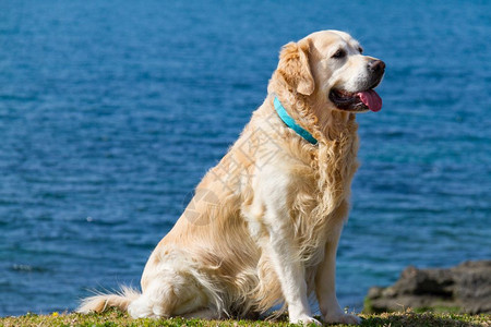 舌头纯种犬类希腊雅典PaleoFaliro海滩附近的边身着Turqiaose项圈的美丽金色累狗图片