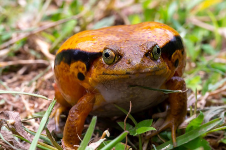 一只大橙青蛙坐在草地上一只大橙青蛙坐在草地上桑巴瓦有毒的雨林图片