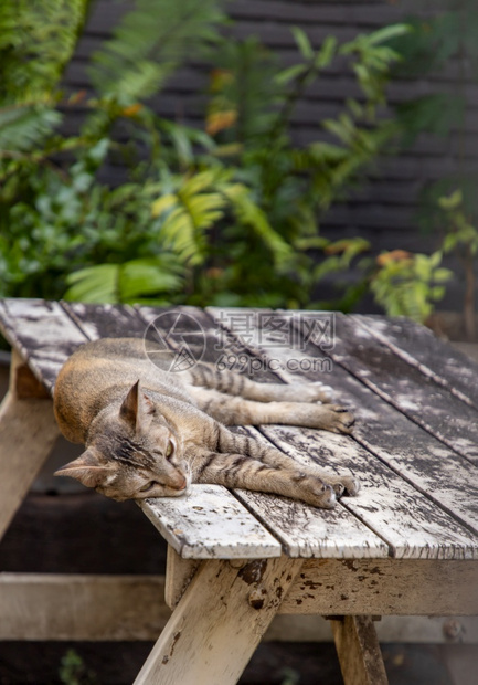 木制的可爱猫咪睡在木桌上公园街猫有选择的焦点城市图片