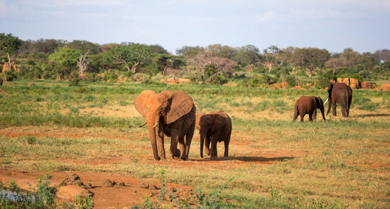 灌木丛非洲人衬套一大群红象正在穿越肯尼亚大草原一群红象正在穿越肯尼亚大草原图片