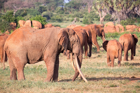家庭衬套户外一大群红象正在穿越肯尼亚大草原一群红象正在穿越肯尼亚大草原图片