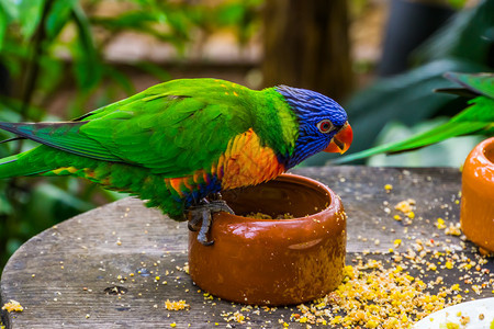 蓝色的鸟类学坐着来自澳大利亚的热带动物种食鱼碗鸟类喂养和宠物照顾澳洲热带动物种图片