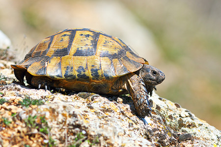 棕色的濒危荒野Testudograeca在自然栖息地的剖面图跳跃高的乌龟全长动物图片