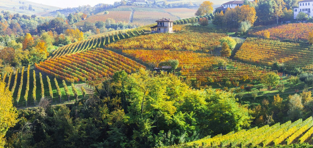 农业藤蔓意大利北部Piedmont与黄葡萄园和小村庄的图景乡镇山图片