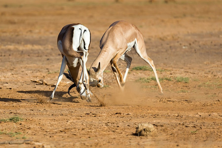 两个格兰特加泽尔斯在肯尼亚大草原的战斗两个格兰特加泽尔斯在肯尼亚大草原的战斗马赛白色荒野图片
