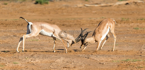 动物非洲人游戏两个格兰特加泽尔斯在肯尼亚大草原的战斗两个格兰特加泽尔斯在肯尼亚大草原的战斗图片