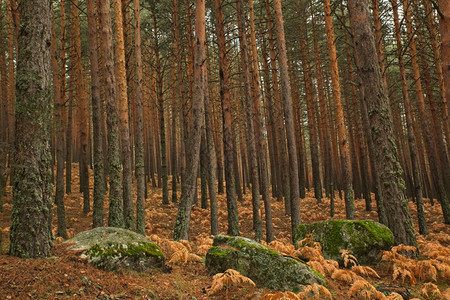 森林秋季景观图片