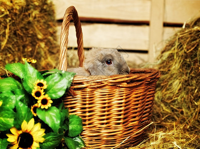 坐在篮子里的灰色长毛兔子图片