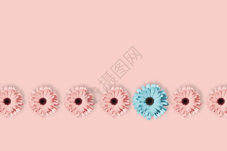 花园个夏天七朵雏菊洋甘或非洲花以柔和的粉红色背景隔开流行艺术设计