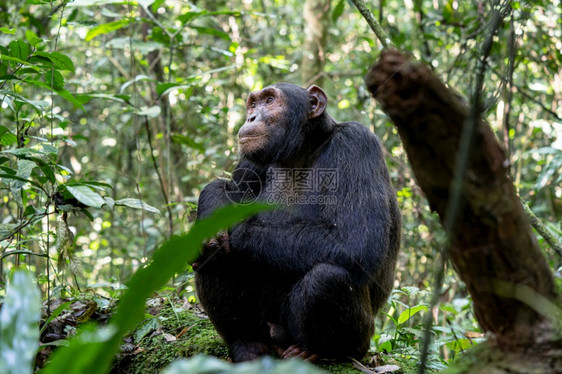 环境美丽非洲乌干达Kibale公园森林内黑猩的近视图象乌干达的图片