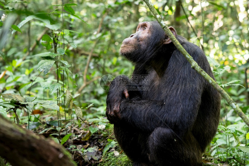 丛林徒步非洲乌干达Kibale公园森林内黑猩的近视图象乌干达平底锅生物圈图片