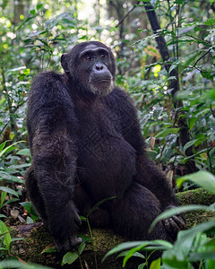 非洲乌干达Kibale公园森林内黑猩的近视图象乌干达栖息地穴居人活的图片