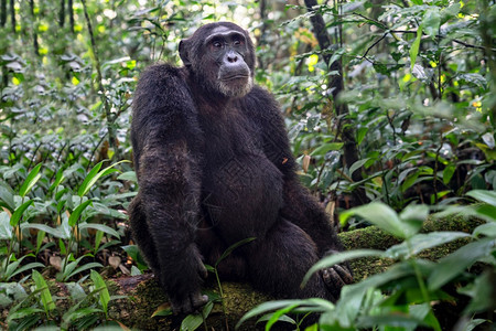 哺乳动物旅行穴居人非洲乌干达Kibale公园森林内黑猩的近视图象乌干达图片