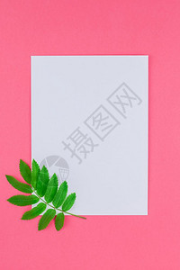 新鲜的为了以绿色树叶在明亮粉红背景上仿制白信复空间以最小的Duotone流行艺术风格文本模板装饰图片