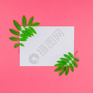 自然有创意的平板面以最微小的杜奥通流行艺术风格文字模板复制空间白色信上面装着清新绿色的棕树叶在明亮的粉红方形背景上复制空间躺着双图片