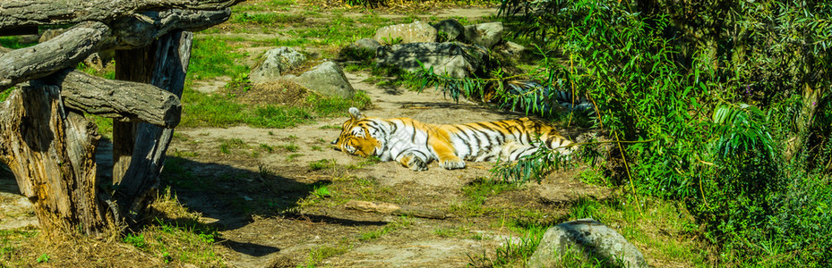 猎人动物园赤条老虎躺下睡在绿色的自然景观中风图片