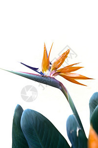 白墙前的天堂之鸟皇后斯特雷利齐西亚花朵植物学明亮的叶子图片