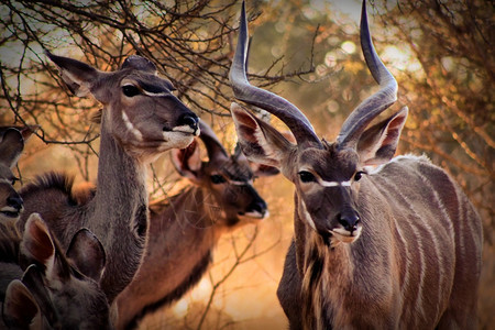 羚羊动物库杜家庭公牛和Ewe在BushveldThorn树下危险的图片
