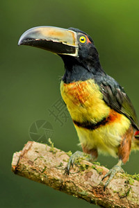美丽鸟类学生态科勒德阿拉卡里图坎普特罗格斯图尔库热带雨林哥斯达黎加中美洲图片