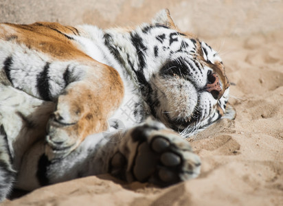 鼻子户外游戏老虎躺在沙地上哺乳动物和掠食凝视图片