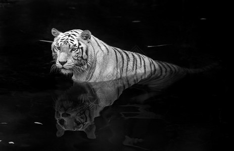 中的白老虎在水中站立图片