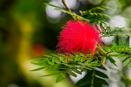 桃金娘科地铁站盛开的花朵充满活力的红色花朵来自澳大利亚的热带鲜花植物品种以及来自澳大利亚的热带花种植物学图片