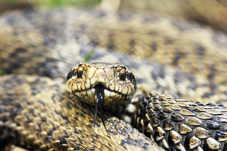 细节爬虫稀有的草地毒蛇Viperaursinii鼠疫前方动物图片