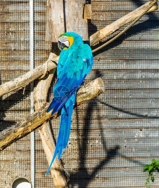 蓝色的动物坐在树枝上回头看从背后坐到面的美丽蓝金刚鹦鹉脸图片