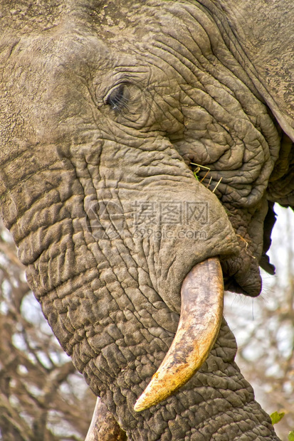 大象非洲Loxodonta克鲁格公园南非洲环境的皮肤图片