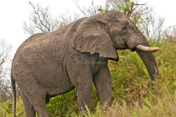 生态旅游荒野避难所大象非洲Loxodonta克鲁格公园南非洲图片