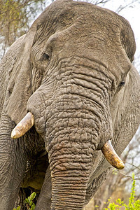 象形目质地耳朵大象非洲Loxodonta克鲁格公园南非洲图片