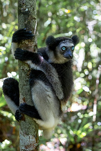濒危眼睛访客树上的一只Indri狐猴注视着公园的游客树上一只图片
