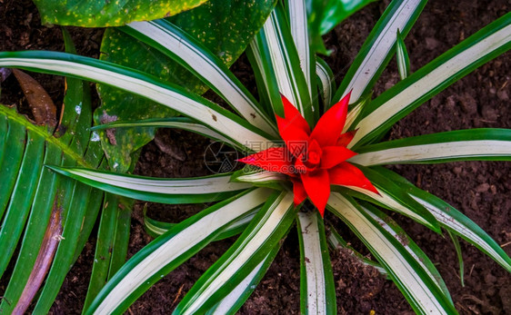 古兹马尼亚斯来自美洲的热带植物品种花朵盛开鲜紧闭美国植物学图片