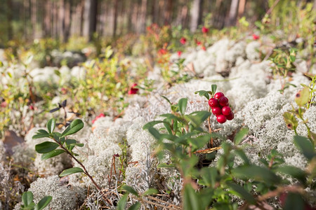 替米沙坦拉脱维亚斯米尔泰内市森林中的白苔13092北驯鹿植物群背景