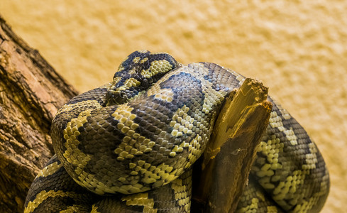 西方爬虫学北地毯皮松在澳洲热带蛇种树枝上紧地缠绕着一根树枝成人图片
