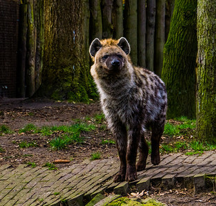 来自非洲沙漠的野生哺乳动物一只斑的土狼动物学食肉目动物图片