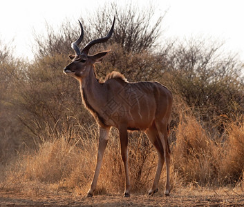 感人的非洲布什维尔德骄傲的年轻Kudu公牛姿势浏览器图片