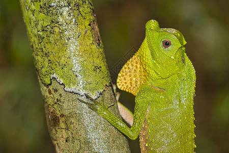 蜥蜴生物学HumpnosedLizardLyriocephalusscutatusSinharaja公园雨林世界遗产址教科文组织图片