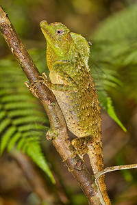 自由HumpnosedLizardLyriocephalusscutatusSinharaja公园雨林世界遗产址教科文组织生物圈图片