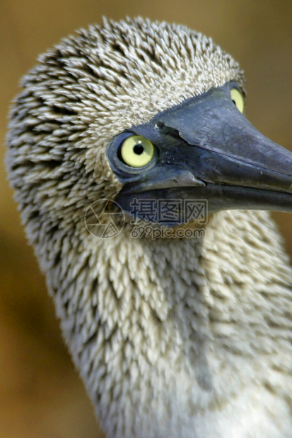 动物群观鸟者肖像蓝脚波比苏拉内布伊加帕戈斯公园加拉帕戈斯群岛教科文组织世界遗产地厄瓜多尔美国图片