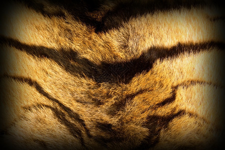 细节有关老虎条纹的详情带维格内特的纹理皮草哺乳动物孟加拉图片