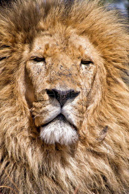 避难所猎人狮子PantheraLeo野生动物保护区南非洲黑豹图片