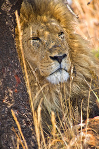 动物学公园苹果浏览器狮子PantheraLeo自然保护区南非洲图片