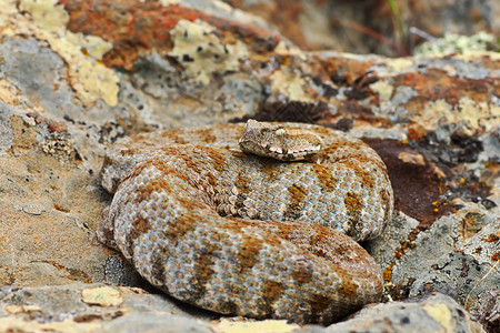 来自欧洲的最稀有蛇MilosviperMacroviperalebetinaschweizeri在IUCN红色名录中被列为极度濒图片