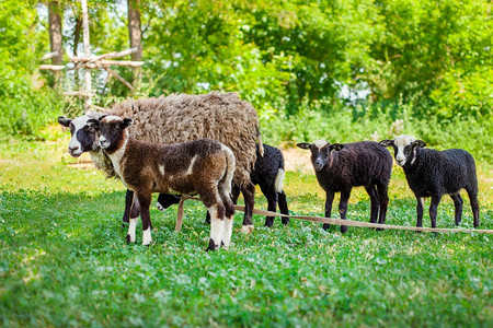 夏天绿色牧场上的罗曼诺夫绵羊Romanovskaya绵羊和绿色牧场上的羔羊Romanovskaya绵羊和羔生物放牧图片
